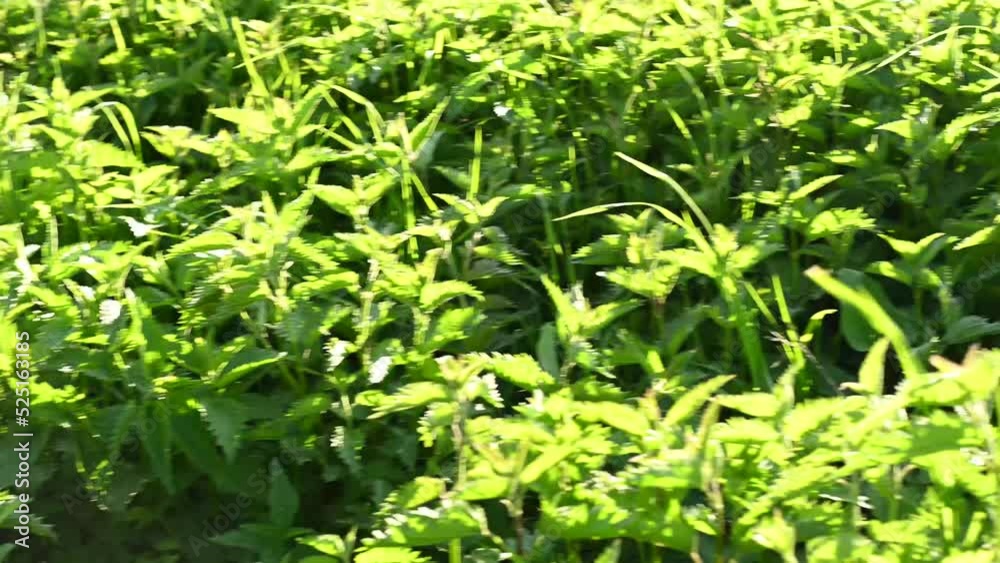 Nettles in the field. young plants. Panorama. High quality 4k footage Nettles in the field. young plants. Panorama. High quality 4k footage