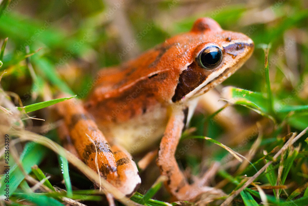 Fototapeta premium Grenouille rousse 2