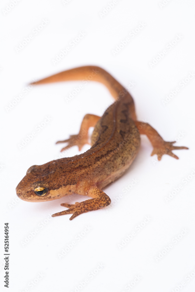 Fototapeta premium Triton commun 2