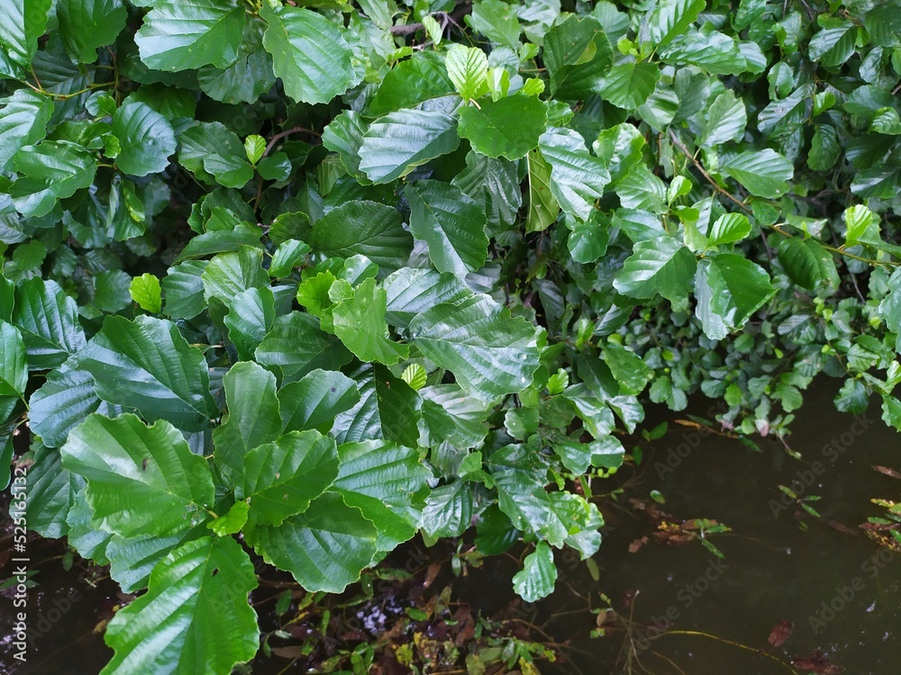 background of juicy green bright leaves of a plant of nut tree above dark river water background of juicy green bright leaves of a plant of nut tree above dark river water