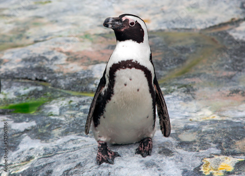 South African penguin Spheniscus demersus also known as the jackass penguin, black-footed penguin stand on a rock