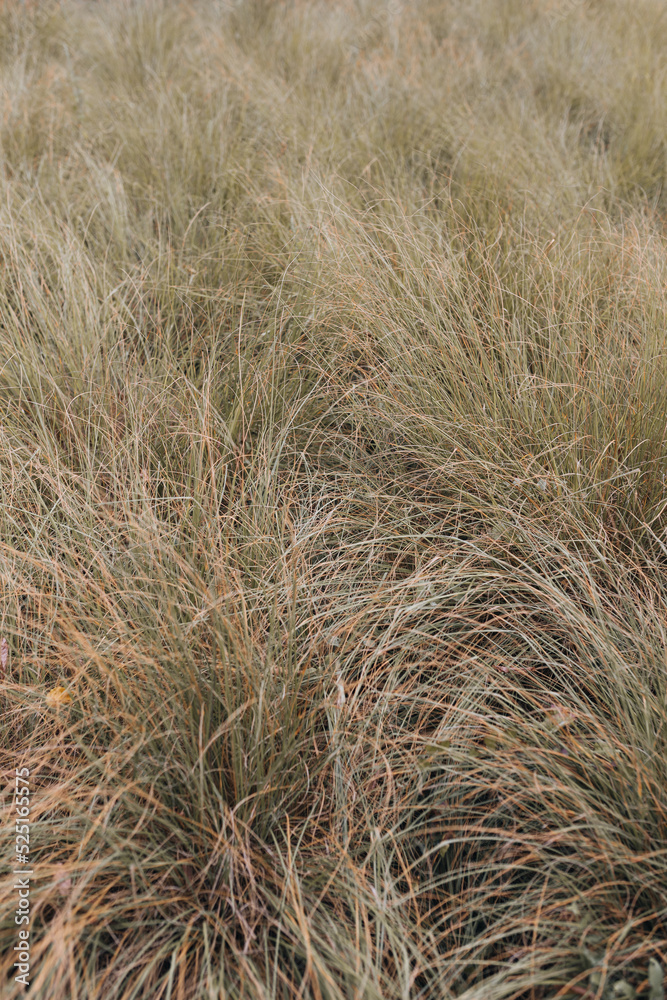 Fototapeta premium grass in the wind