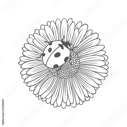 Textured outline daisy flower with ladybug. Nature vector illustration