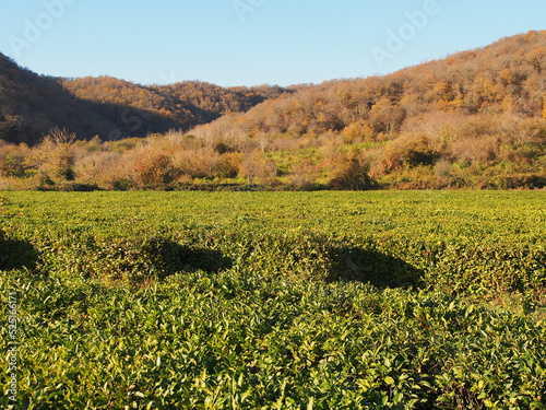 Tea plantation in the mountains, smooth rows of tea bushes, sunny autumn day. Landscape photography, variety of landscapes, travel.