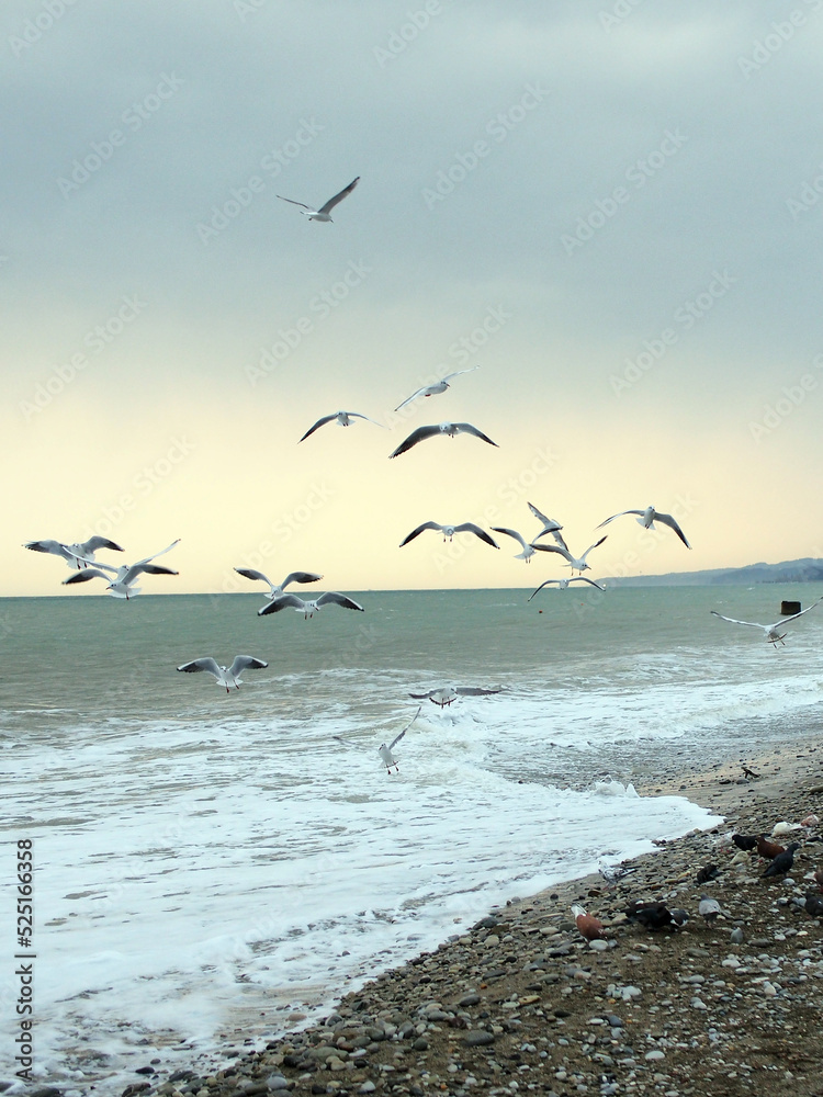 A flock of seagulls in flight against the background of the blue sea, close-up. The diversity of the animal world, birds living on the planet.
