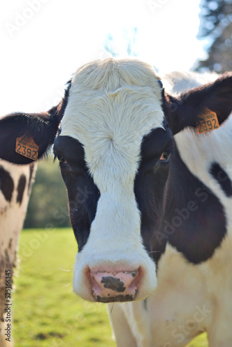Prim Holstein