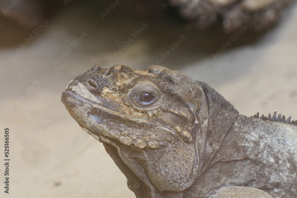 Obraz premium Waran (Varanus)