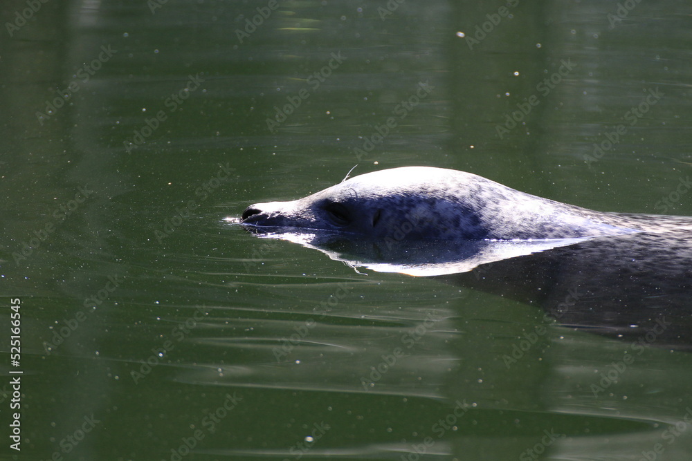 Seehund (Phoca vitulina)