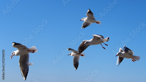 A flock of seagulls in flight against the background of the blue sea, close-up. The diversity of the animal world, birds living on the planet.
