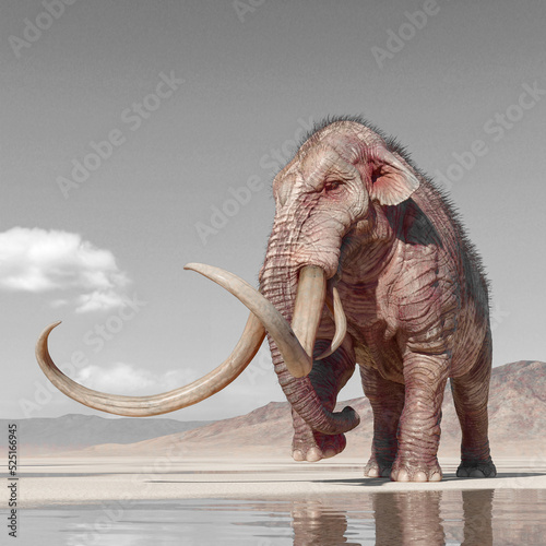 mammoth is walking in the desert after rain
