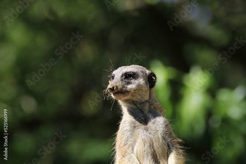 Erdmännchen (Suricata suricatta)