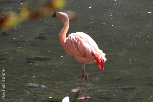 Foto Flamingo (Phoenicopteridae)