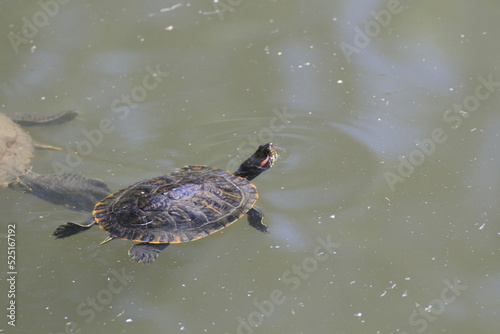 Wasserschildkröte