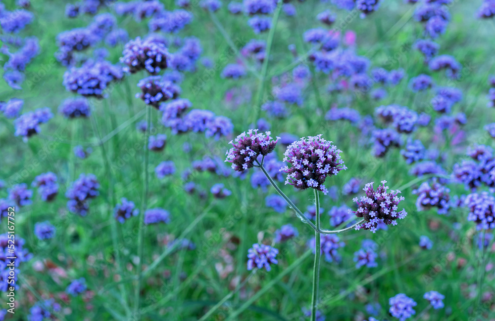 Purple flowers Verbena bonariensis (Argentinian Vervain or Purpletop Vervain, Clustertop Vervain, Tall Verbena, Pretty Verbena), ornamental plant for gardens and parks. Purple flowers Verbena bonariensis (Argentinian Vervain or Purpletop Vervain, Clustertop Vervain, Tall Verbena, Pretty Verbena), ornamental plant for gardens and parks.