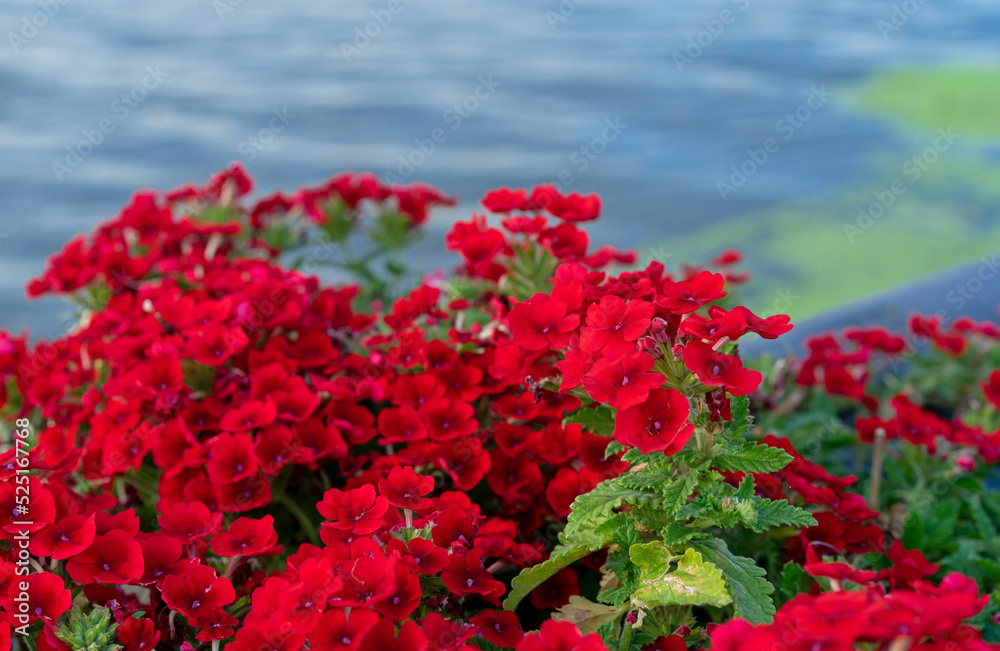 Red Verbena hybrid of (Verbena hortensis) against the backdrop of a river.