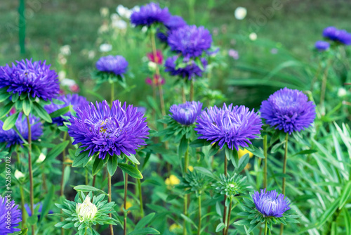 Bright purple asters flowers bloom in the garden. Flowerbed with violet asters.