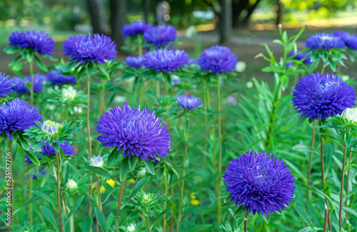 Bright purple asters flowers bloom in the garden. Flowerbed with violet asters.