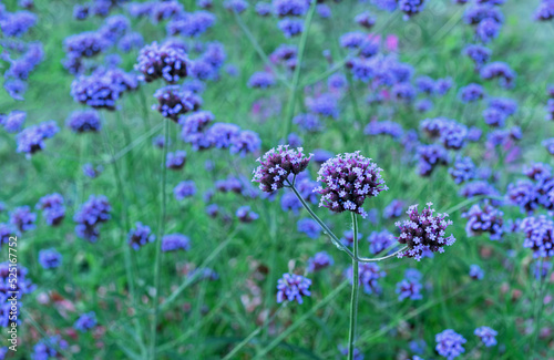 Purple flowers Verbena bonariensis  Argentinian Vervain or Purpletop Vervain  Clustertop Vervain  Tall Verbena  Pretty Verbena   ornamental plant for gardens and parks.