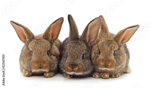 Three brown rabbits.