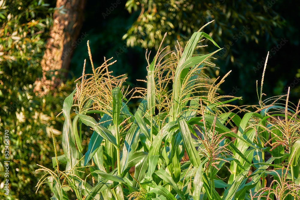 Maize, maiz after Taino mahiz, corn, is cereal grain first domesticated