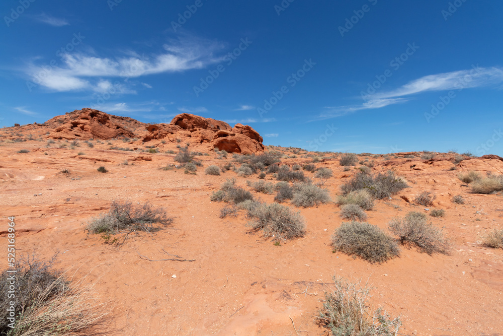 desert plants in the red sand in the desert in Nevada
