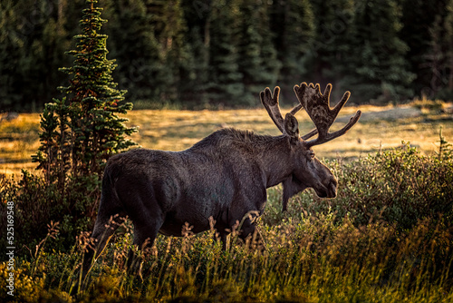 Brainard Lake Recreational Area Ward, Colorado early morning bull moose © Teri
