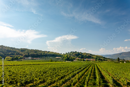 Typical Italian vineyards at the base of Monte Moscal at the village of Affi near Verona  Veneto  Italy  Europe.