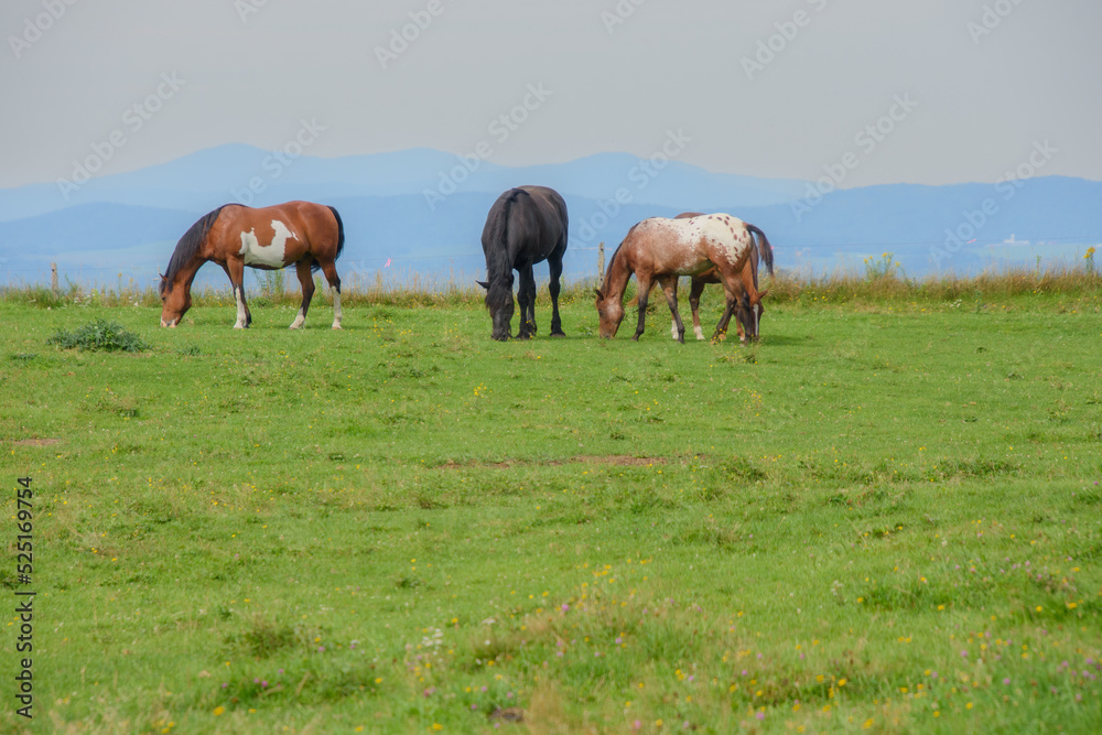 Pretty horse on a Canadian farm in the province of Quebec 