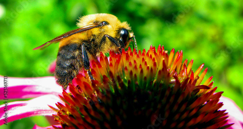 bee on flower