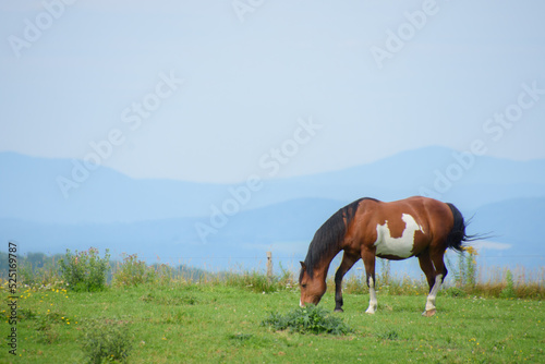 Pretty horse on a Canadian farm in the province of Quebec 