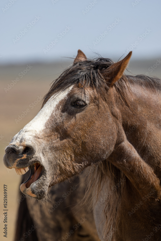 Obraz premium Beautiful Wild Horse in the Utah Desert in Spring