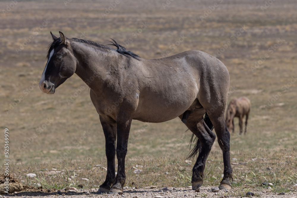 Beautiful Wild Horse in the Utah Desert in Spring Beautiful Wild Horse in the Utah Desert in Spring