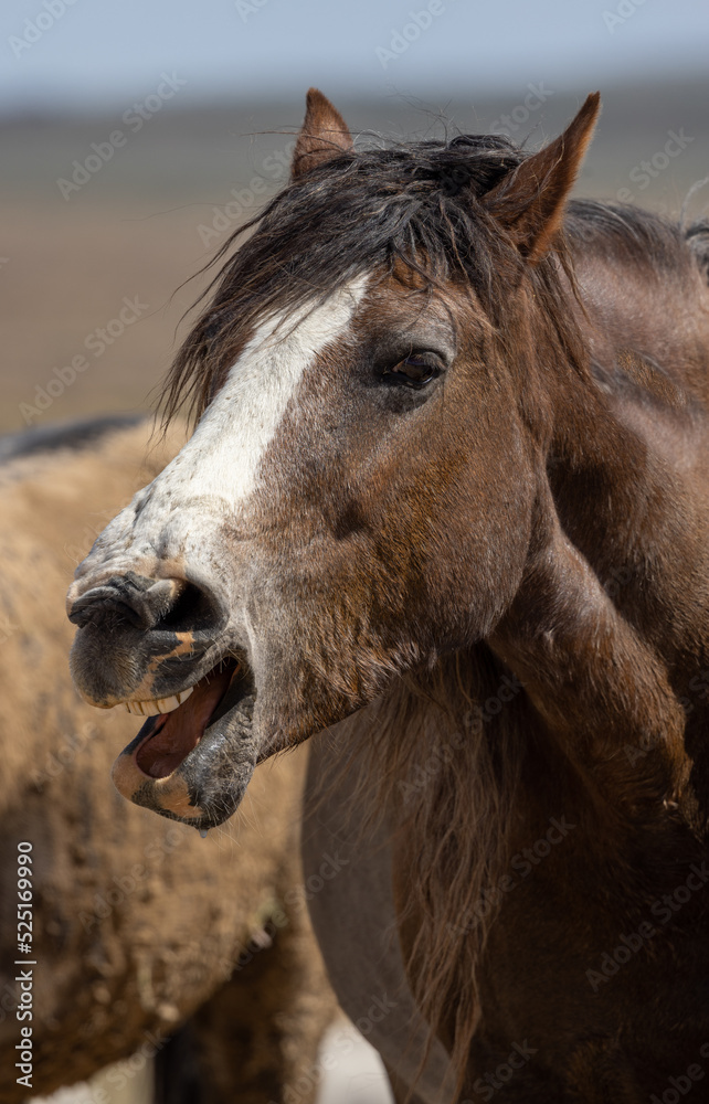 Obraz premium Beautiful Wild Horse in the Utah Desert in Spring