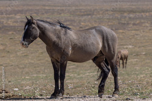 Beautiful Wild Horse in the Utah Desert in Spring © natureguy