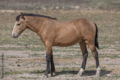 Beautiful Wild Horse in the Utah Desert in Spring