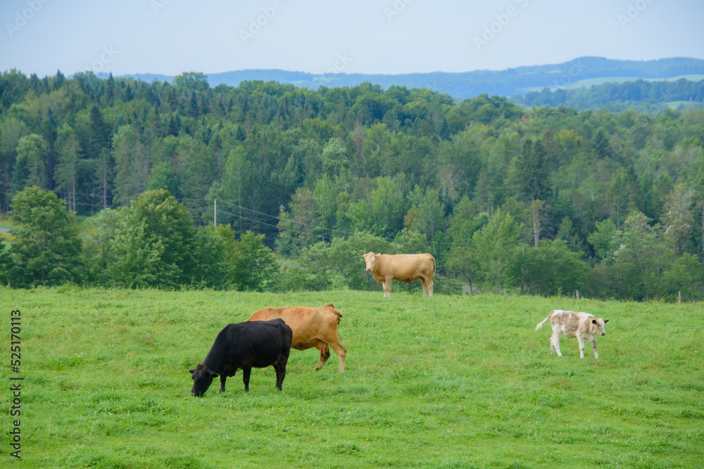Pretty cows in a Quebec farm in the Canadian coutryside