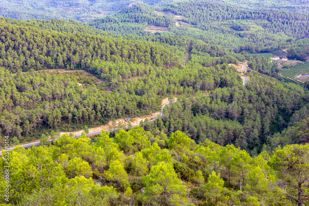 Mountain road winding through valleys surrounded by pine forest