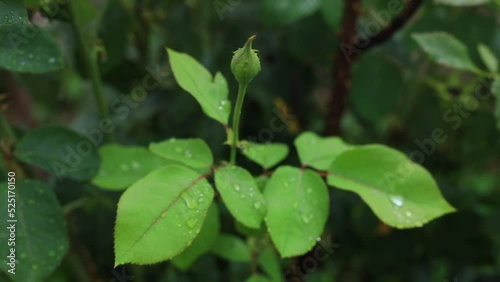 Wallpaper Mural green closed rosebud with a dew Torontodigital.ca