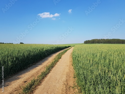 Country dirt road in the green field