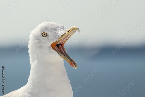фотографія Seagull bird or seabird on beach near by the sea