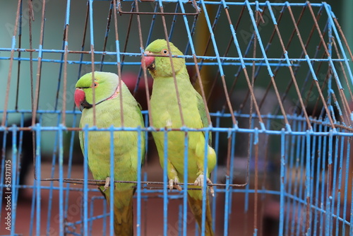 Two Parrot In Net Hd Image