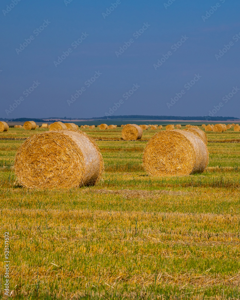 Wheat field after harvesting. Dry hay on the field.