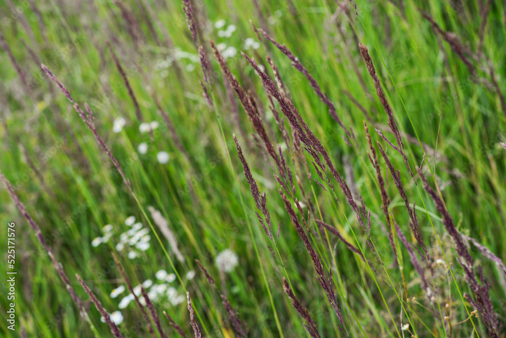 long grass in a meadow