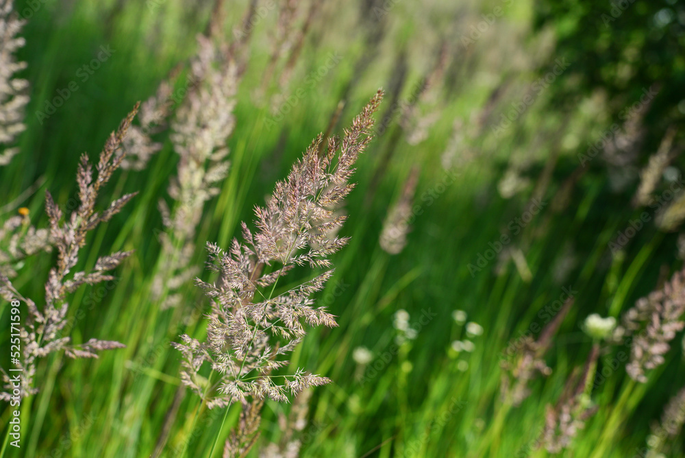 long grass in a meadow