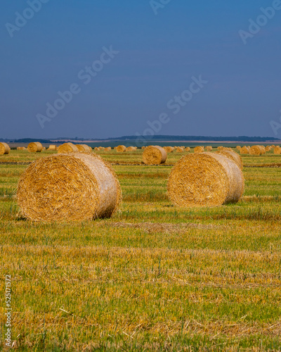 Wheat field after harvesting. Dry hay on the field.