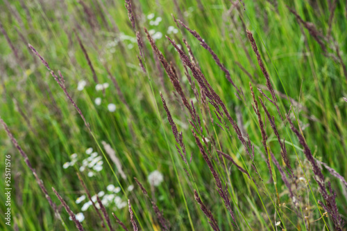 long grass in a meadow