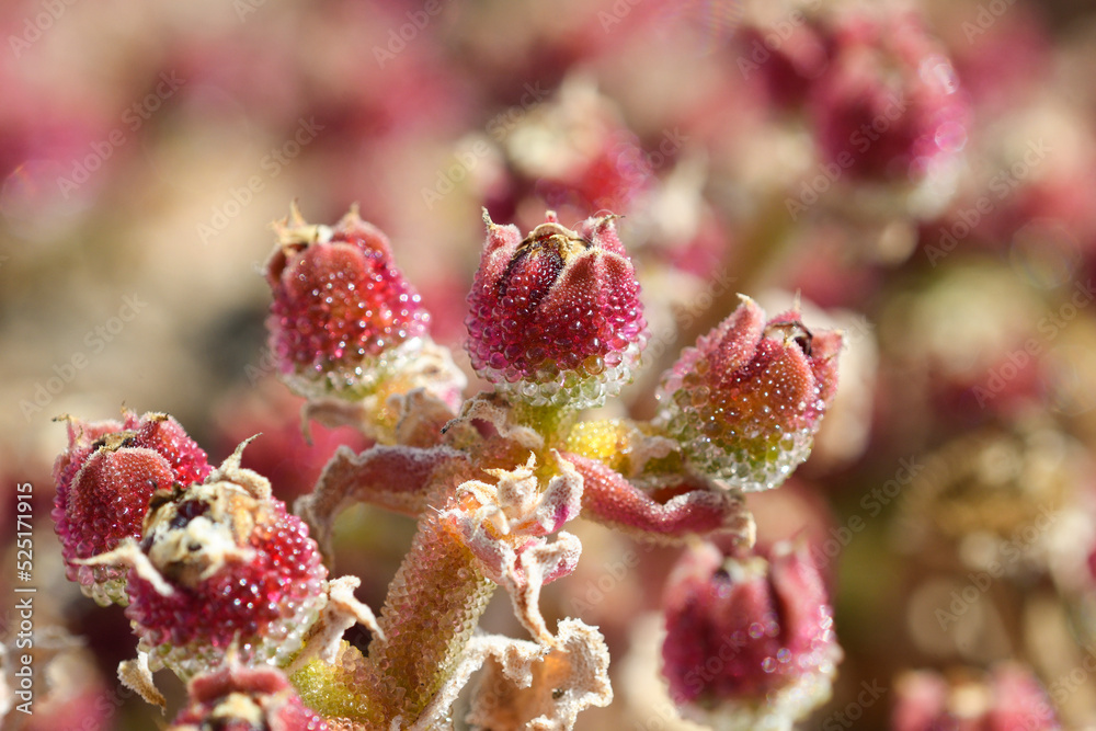 Detail of the withered flowers of Mesembryanthemum crystallinum Detail of the withered flowers of Mesembryanthemum crystallinum
