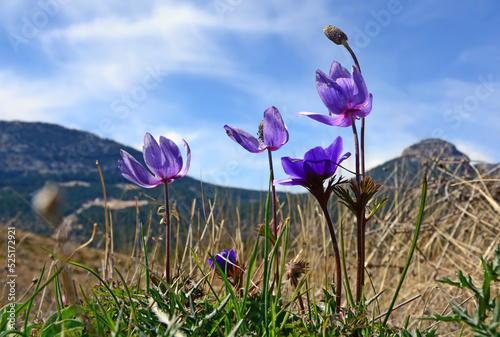 Anemone coronaria, the poppy anemone or windflower, is a species of flowering plant in the buttercup family Ranunculaceae, native to the Mediterranean region. photo