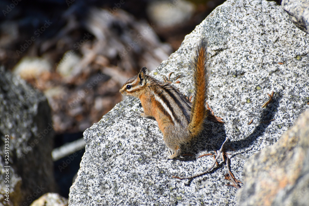 Fototapeta premium chipmunk
