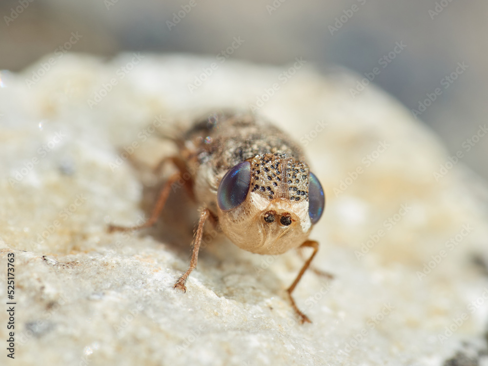 Sheep bot fly. Oestrus ovis Sheep bot fly. Oestrus ovis